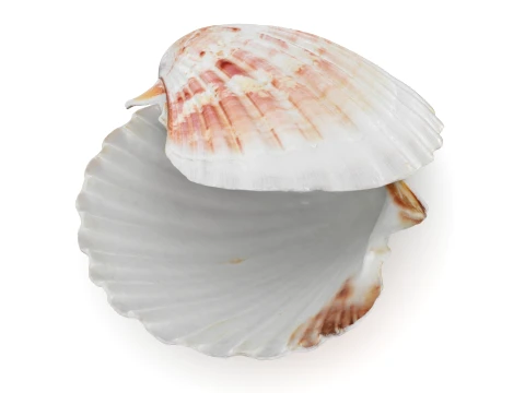 Clam Shell 04 Pose 2 3D Model