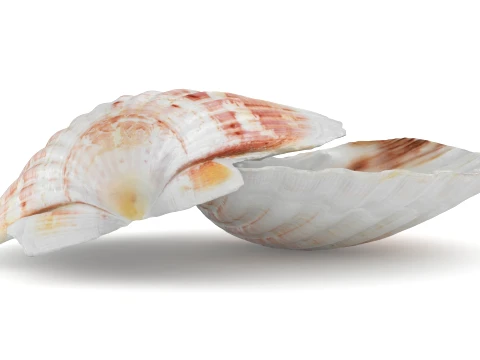Clam Shell 04 Pose 2 3D Model