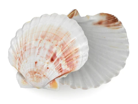 Clam Shell 04 Pose 2 3D Model