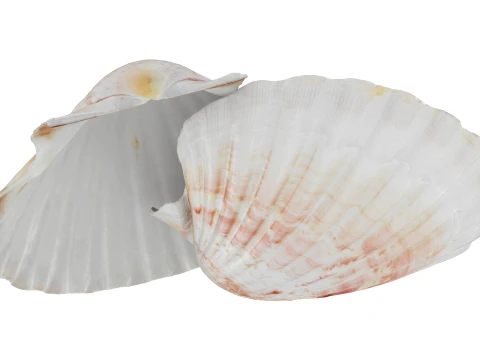 Clam Shell 04 Pose 2 3D Model