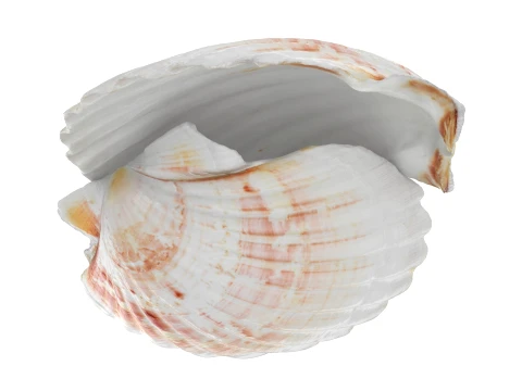 Clam Shell 04 Pose 2 3D Model