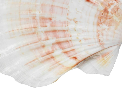 Clam Shell 04 Pose 2 3D Model