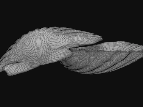 Clam Shell 04 Pose 2 3D Model