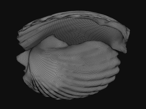 Clam Shell 04 Pose 2 3D Model