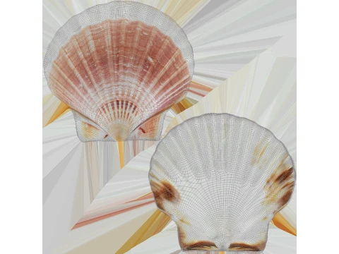 Clam Shell 05 3D Model