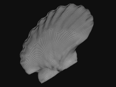Clam Shell 05 3D Model
