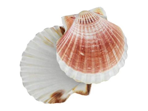 Clam Shell 05 Pose 2 3D Model