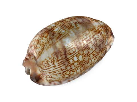 Mauritia Grayana 3D Model