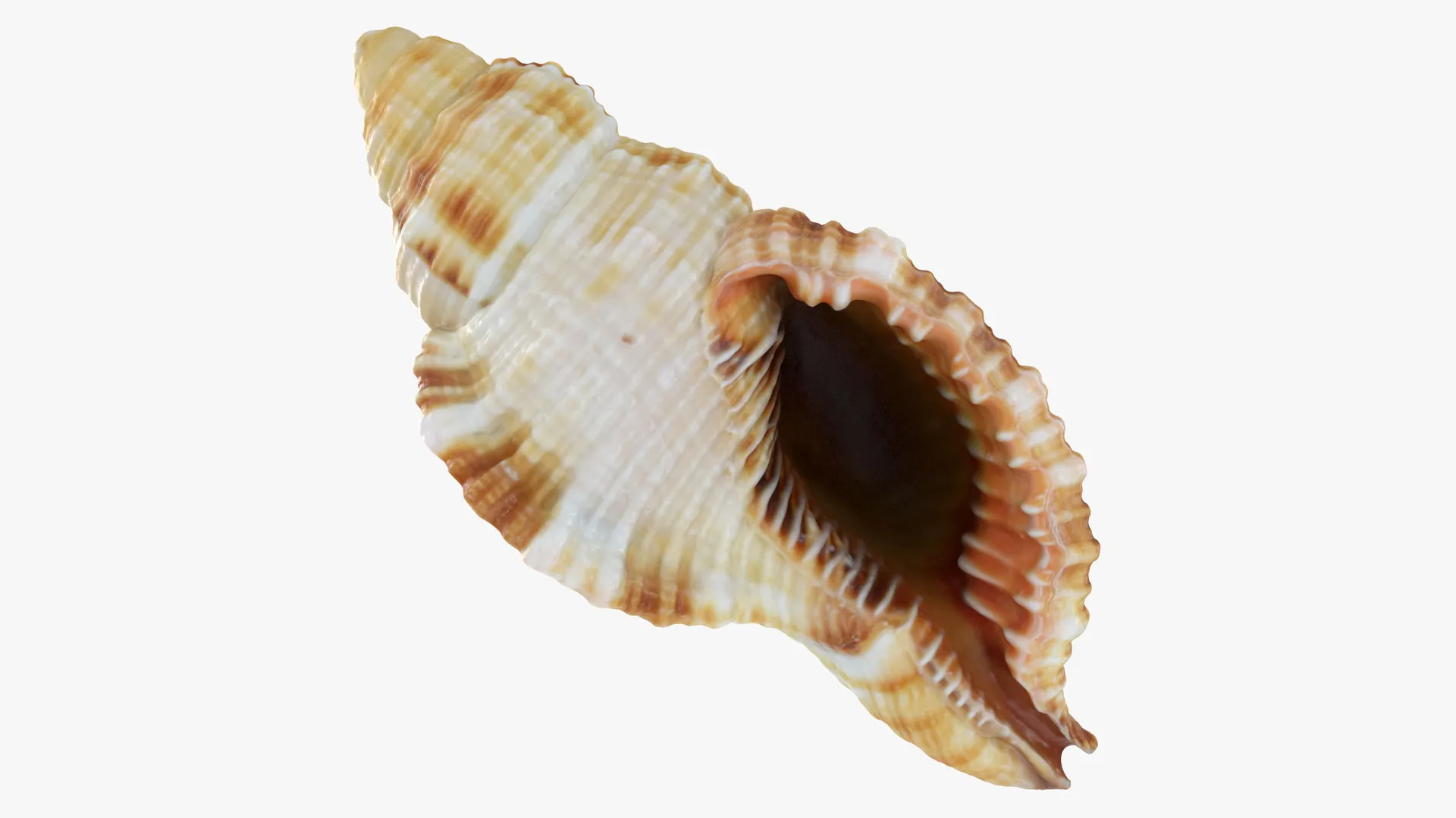 Monoplex Pilearis 3D Model .c4d .max .obj .3ds .fbx .stl .blend 