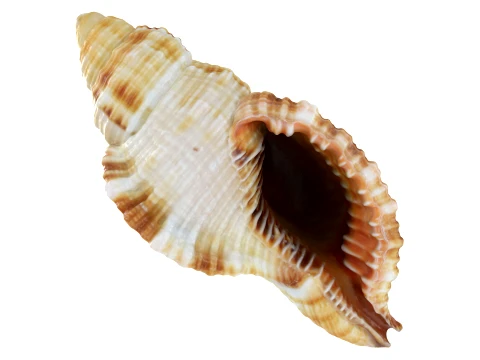 Monoplex Pilearis 3D Model