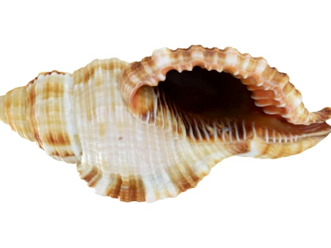 Monoplex Pilearis 3D Model