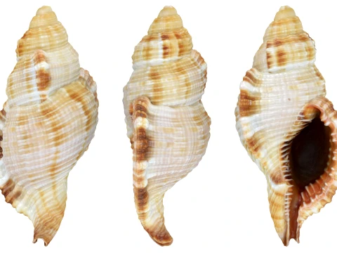 Monoplex Pilearis 3D Model
