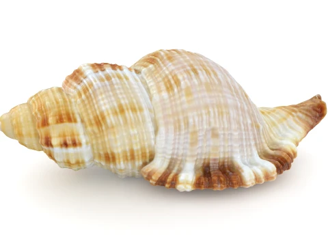 Monoplex Pilearis 3D Model