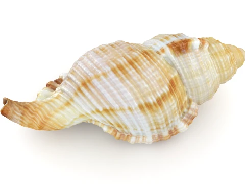 Monoplex Pilearis 3D Model