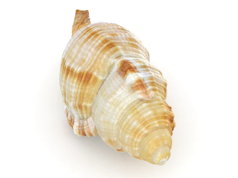 Monoplex Pilearis 3D Model