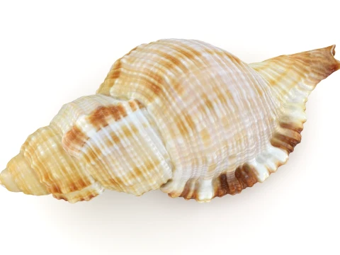 Monoplex Pilearis 3D Model