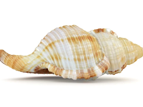 Monoplex Pilearis 3D Model