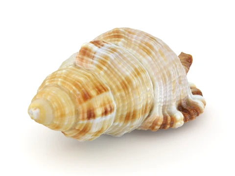 Monoplex Pilearis 3D Model