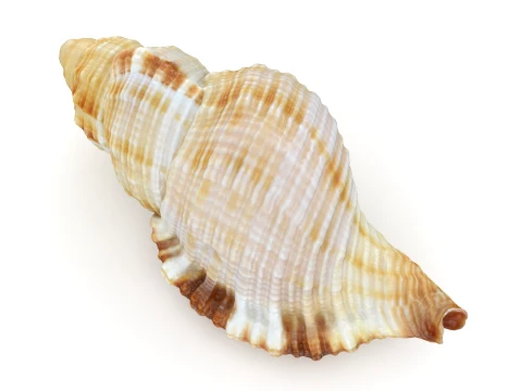 Monoplex Pilearis 3D Model