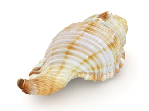 Monoplex Pilearis 3D Model