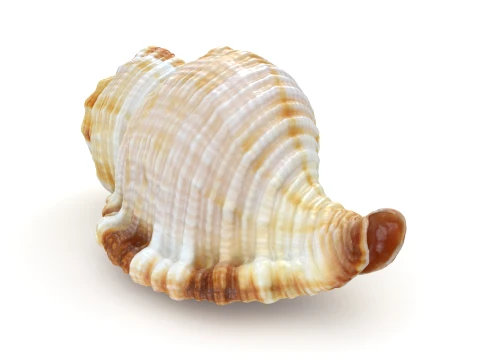 Monoplex Pilearis 3D Model
