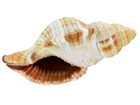Monoplex Pilearis 3D Model
