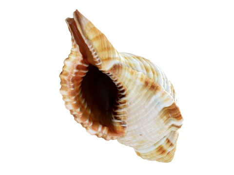 Monoplex Pilearis 3D Model