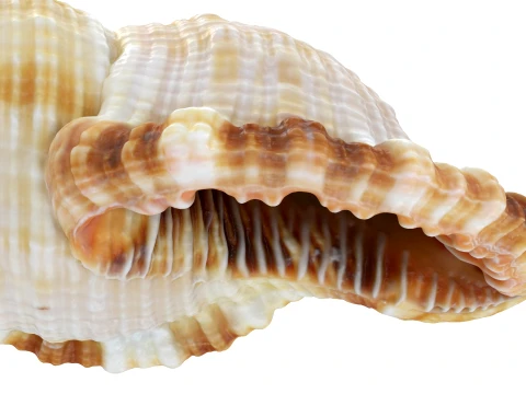 Monoplex Pilearis 3D Model