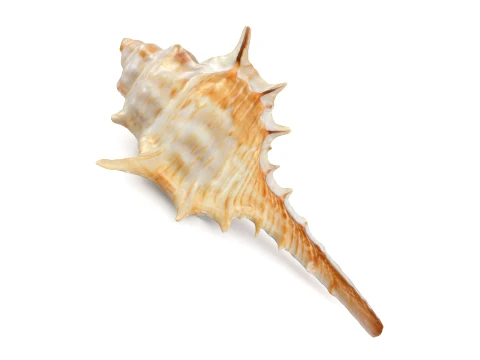 Murex Carbonnieri 3D Model