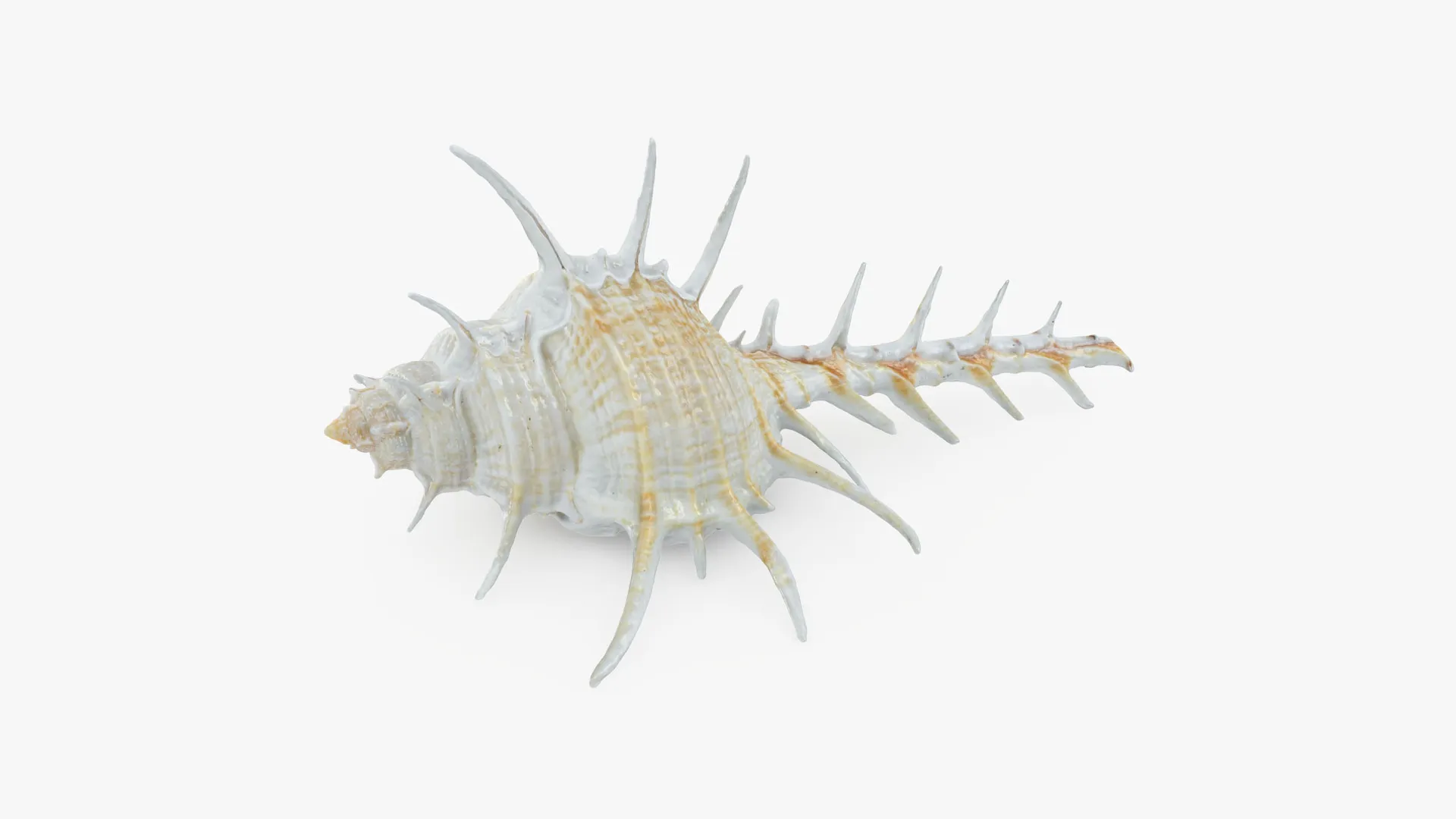 Murex Ternispina 3D Model .c4d .max .obj .3ds .fbx .stl .blend 