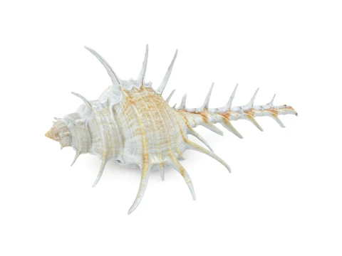 Murex Ternispina 3D Model