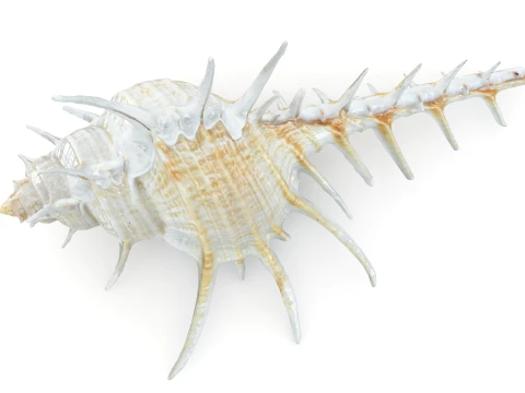 Murex Ternispina 3D Model