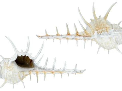 Murex Ternispina 3D Model