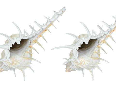 Murex Ternispina 3D Model
