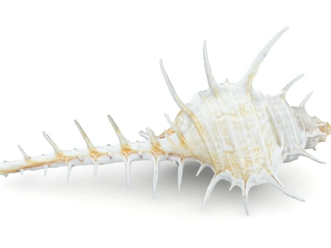 Murex Ternispina 3D Model