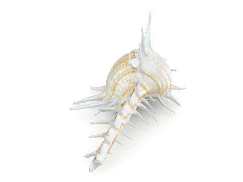 Murex Ternispina 3D Model