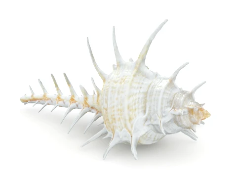 Murex Ternispina 3D Model