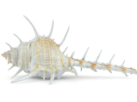 Murex Ternispina 3D Model