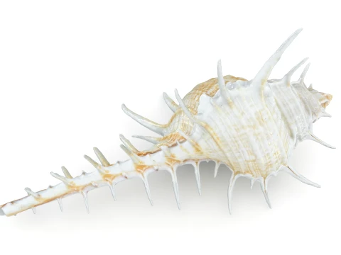 Murex Ternispina 3D Model