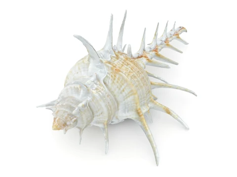 Murex Ternispina 3D Model