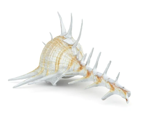 Murex Ternispina 3D Model