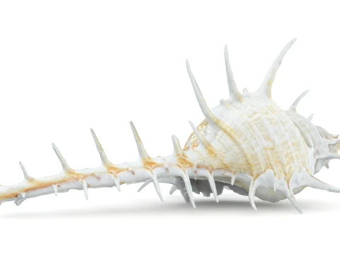 Murex Ternispina 3D Model