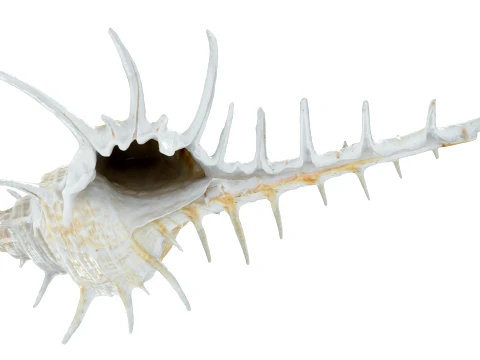 Murex Ternispina 3D Model