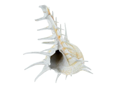 Murex Ternispina 3D Model