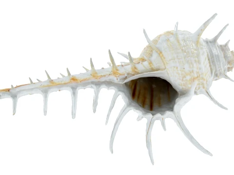 Murex Ternispina 3D Model
