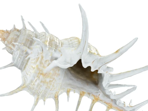 Murex Ternispina 3D Model