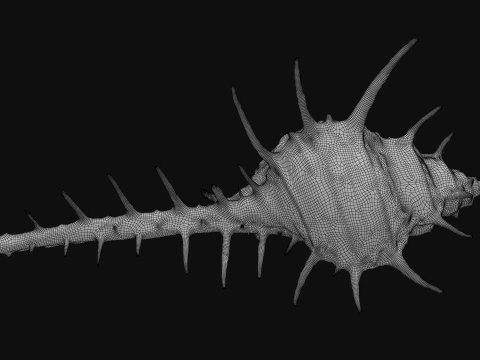 Murex Ternispina 3D Model