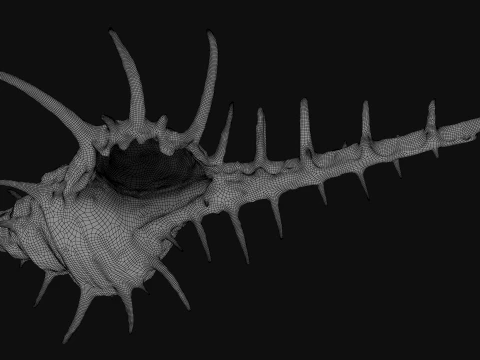 Murex Ternispina 3D Model
