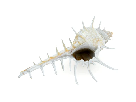 Murex Ternispina Pose 2 3D Model