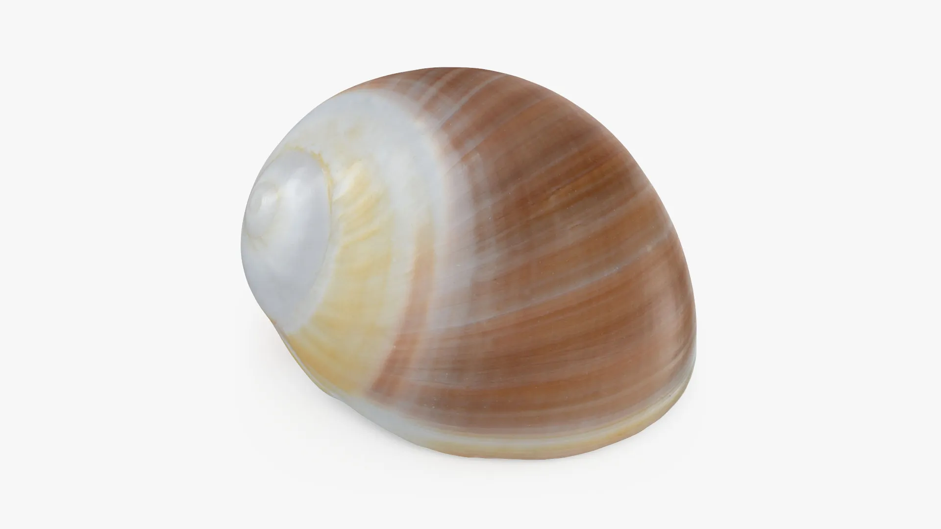 Natica Vitellus 3D Model .c4d .max .obj .3ds .fbx .stl .blend 